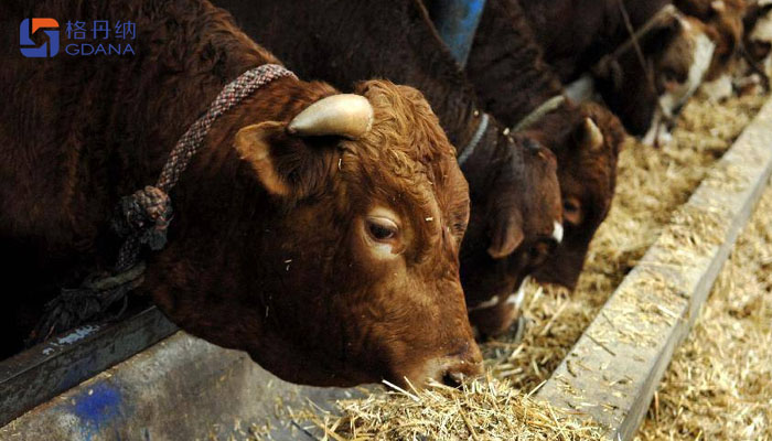 飼料存在重金屬動物健康，智能石墨消解儀為您擺脫束縛